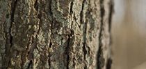 Erlenaufforstung auf Niedermooren (ALNUS) [DE]