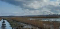 Moorklimaschutz Ostseeküste