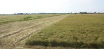 ALFA Wetlands ALFA Wetlands