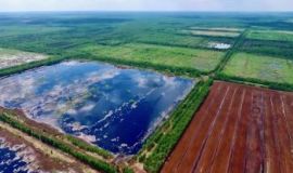 Peated and restored: the Orshinski Mokh bog in the province of Tver/Russian Federation (Picture: Kirill Shakhmatov) Peated and restored: the Orshinski Mokh bog in the province of Tver/Russian Federation (Picture: Kirill Shakhmatov)