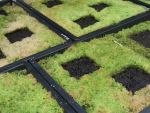 Studying Sphagnum growth (Universität Greifswald)