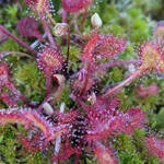 Drosera (Sundew).