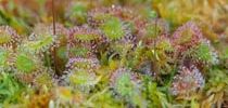 Sonnentau/Drosera-Kultivierung [DE]