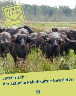 Wasserbüffel der Möllmer Seewiesen aus dem BluMo-Projekt; Copyright: LfU; Fotograf Christian Betz