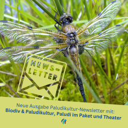 Dragonfly (Photo: M. Krebs).