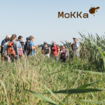 Mokka