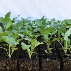 Kohlrabi in pressed potted soil (Photo: Uli König).