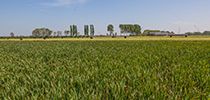 Fachstrategie Paludikultur Mecklenburg-Vorpommern [DE]