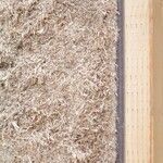 Blow-in insulation made from cattail.