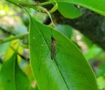 To be found in peatlands: mosquito species Aedes flavescens (Picture: Patrick Gutjahr). Aedes flavescens (Picture: Patrick Gutjahr).