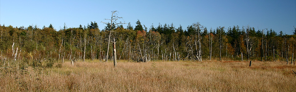 Kieshofer Moor bei Greifswald