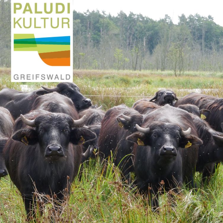 Wasserbüffel der Möllmer Seewiesen aus dem BluMo-Projekt; Copyright: LfU; Fotograf Christian Betz